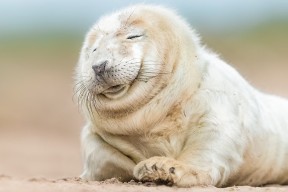 开运体育电脑版-加拿大七人制橄榄球队伍战术执行力强，加拿大橄榄球与美式区别