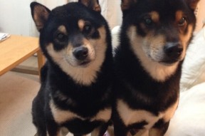 开云体育在线官网-恩多比·恩乔：南非队的进攻大师，注定成为赛场上的焦点，恩多拉是哪个国家