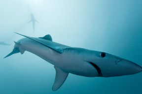 开云体育登录入口-数据分析：蝶泳划水深度影响速度？，蝶泳的划水动作轨迹是三维的