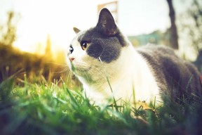 开云体育app官网-贝尔哈德·福特：凭借高超的球技与战术意识，让全黑队的攻防体系更上一层楼