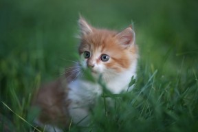 开云体育官网在线-女子拳击国家队主教练谈奥运备战细节，女子拳击名将