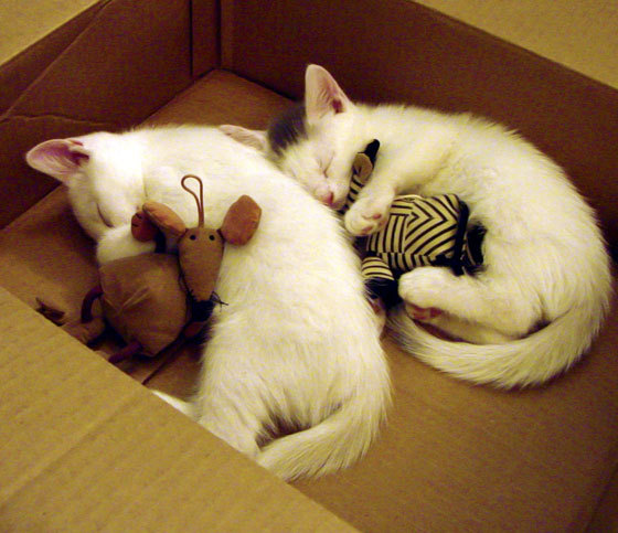 NBA球队管理层策略探讨，nba球队组织架构